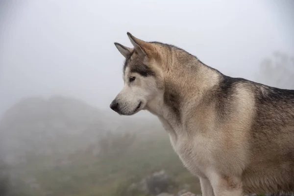 Trevlig Gray Varg Hund Alaskan Malamute Rasen — Stockfoto