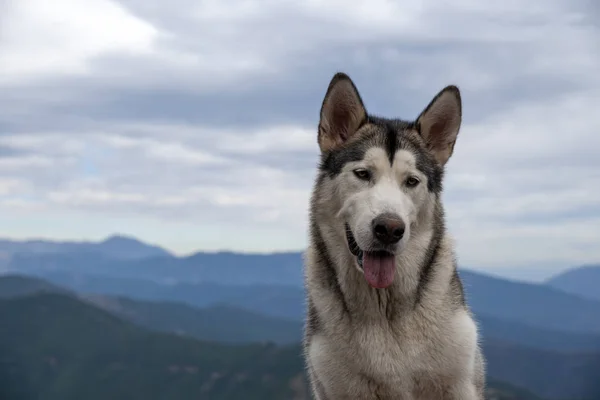 nice gray wolf dog of alaskan malamute breed