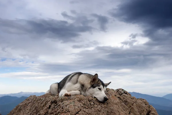 nice gray wolf dog of alaskan malamute breed