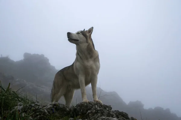 Nice Gray Wolf Dog Alaskan Malamute Breed Stock Image