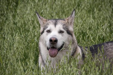 alaskan malamute cins güzel gri kurt köpek
