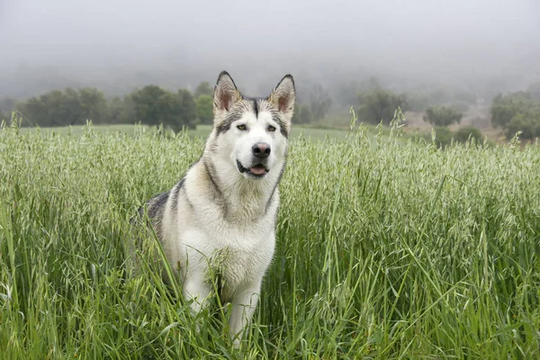 Bonito Perro Lobo Gris Raza Malamute Alaska —  Fotos de Stock