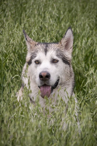 nice gray wolf dog of alaskan malamute breed