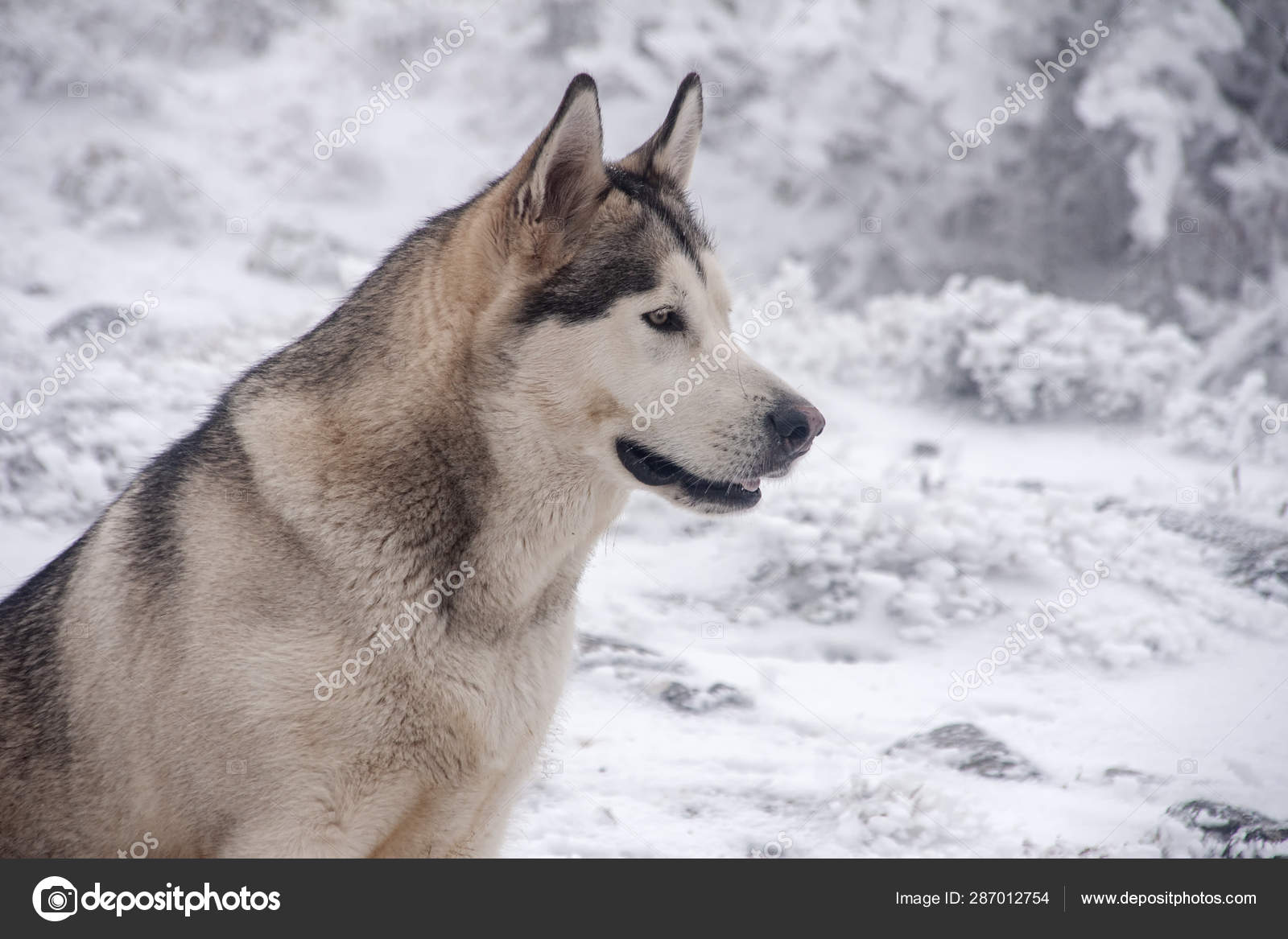 Beau Chien Loup Gris Race Malamute Alaskan Photographie