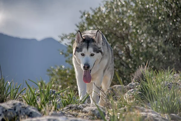 Bonito Perro Lobo Gris Raza Malamute Alaska — Foto de Stock