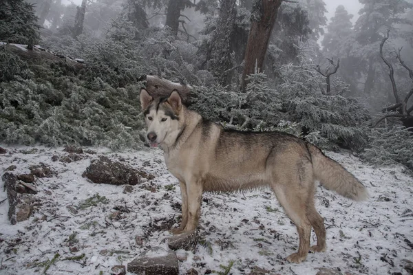 Nice Gray Wolf Dog Alaskan Malamute Breed — Stock Photo, Image