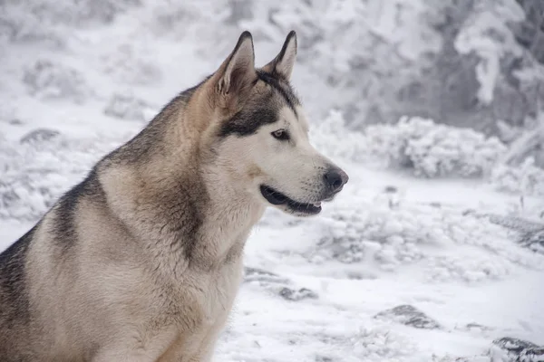 nice gray wolf dog of alaskan malamute breed