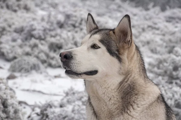 nice gray wolf dog of alaskan malamute breed