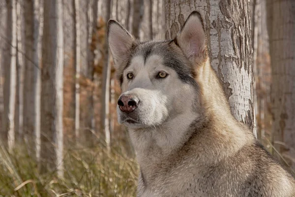 Ωραίος Γκρίζος Σκύλος Λύκος Της Αλάσκας Φυλή — Φωτογραφία Αρχείου