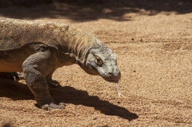 Komodo ejderhası, vahşi hayvan.