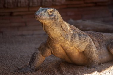 Komodo ejderhası, vahşi hayvan.