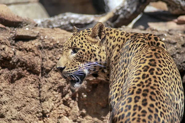 Большие Кошки Леопарды Цейлона Шри Ланки — стоковое фото