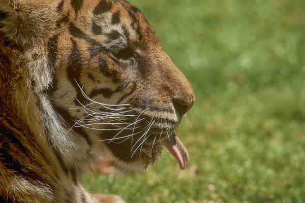 Большие Кошки Суматранский Тигр — стоковое фото