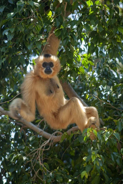 Gibbon Con Mejillas Doradas —  Fotos de Stock