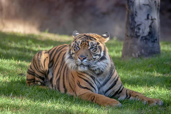 Большие Кошки Суматранский Тигр — стоковое фото