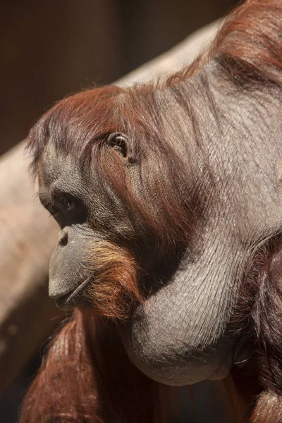 Vahşi Hayvanlar Yetişkin Dişi Orangutan — Stok fotoğraf