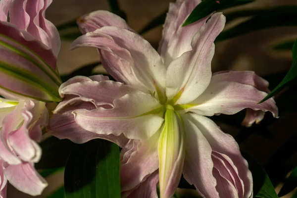 Schöne Orientalische Lilienblüte Einem Garten — Stockfoto