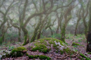Alcornocales, Endülüs 'ün doğal parkının içindeki Jurassic Ormanı