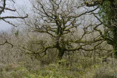 Alcornocales, Endülüs 'ün doğal parkının içindeki Jurassic Ormanı