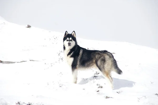 Όμορφη Αλάσκα Malamute Ένα Ομιχλώδες Και Χιονισμένο Περιβάλλον — Φωτογραφία Αρχείου