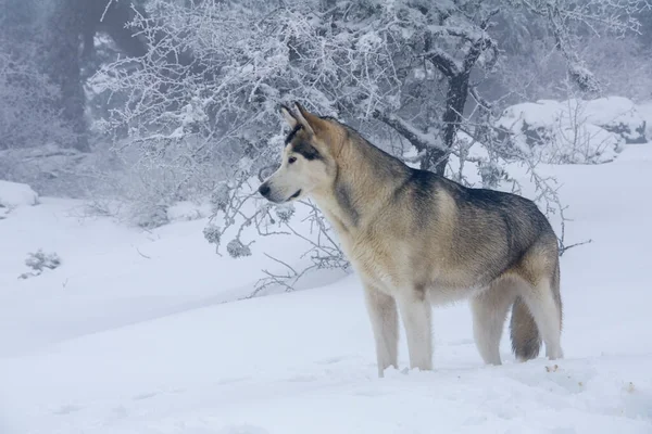 Vackra Alaska Malamute Dimmig Och Snöig Miljö — Stockfoto