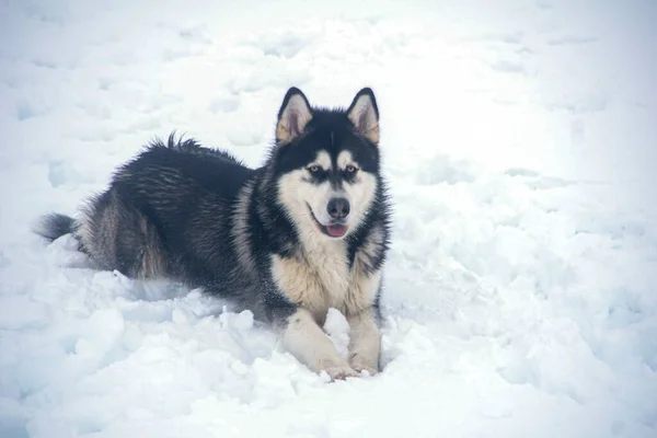 Bellissimo Alaska Malamute Ambiente Nebbioso Nevoso — Foto Stock