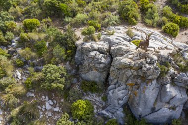 Ojen, Endülüs 'teki Sierra de las Nieves dağ keçisinin anıtı.