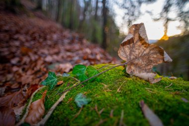 kuru yaprak Moss üzerinde dinlenme