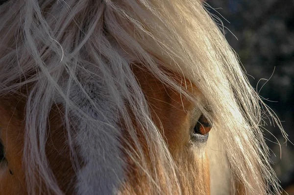 Crina Cavalo Iluminada Pelo Solecavallo — Fotografia de Stock