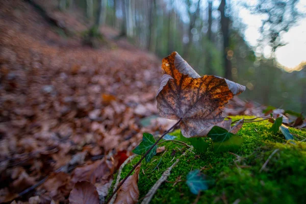 kuru yaprak Moss üzerinde dinlenme