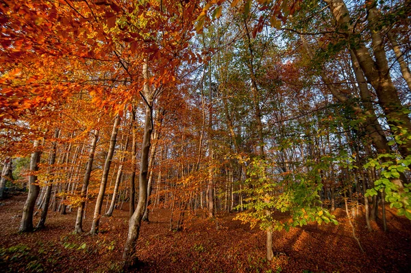 Autumn Landscape Vivid Colors — Stock Photo, Image