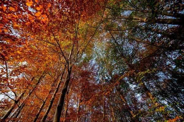 Herbstlandschaft Mit Leuchtenden Farben — Stockfoto