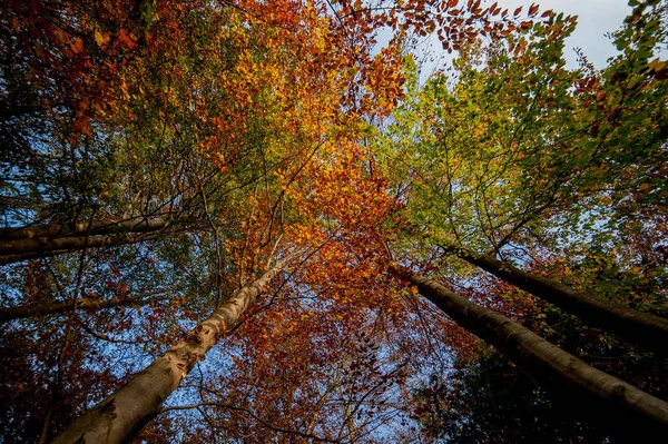Autumn Landscape Vivid Colors — Stock Photo, Image