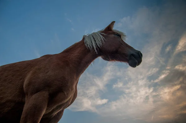 Koně Pasoucí Horách Při Západu Slunce — Stock fotografie