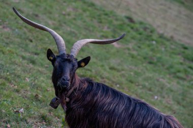 dağ mera otlatma keçi
