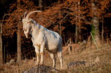karla kaplı tablolar