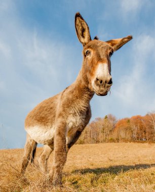 Büyük penis otlatma ile eşek