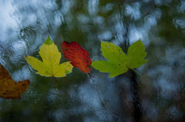 Araba camına sonbahar yaprakları