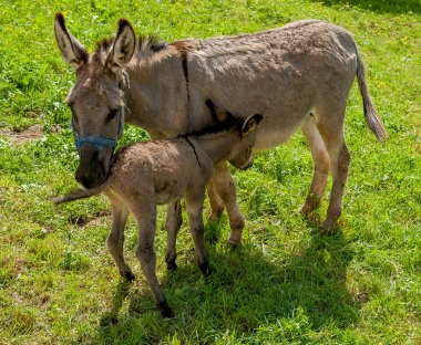 Eşek ile küçük vazgeçirmek için