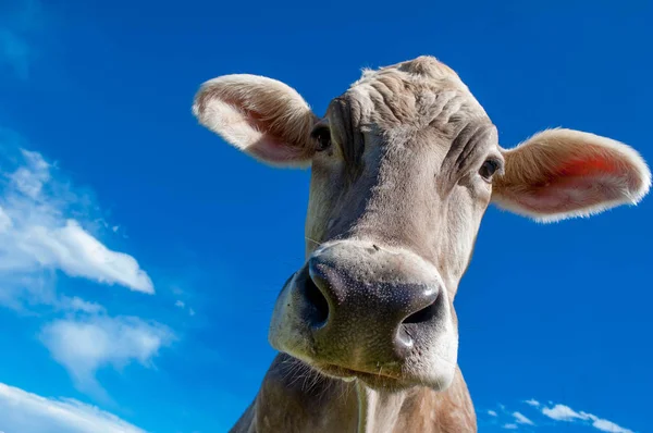 Cow Grazing Pasture Liberty — Stock Photo, Image