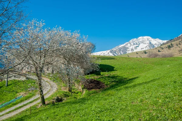 Flowered Cherry Tree Spring — Stock Photo, Image