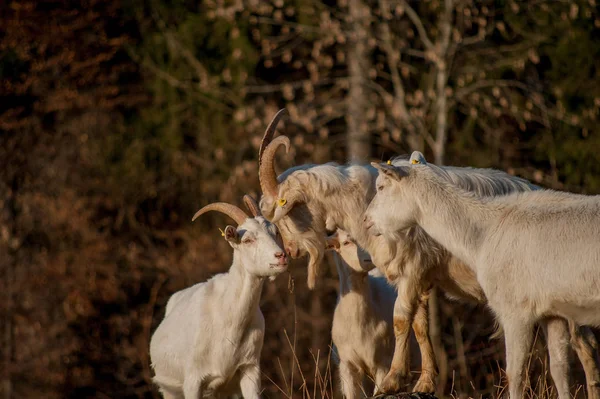 Zvířata Svobodě Pastviny — Stock fotografie