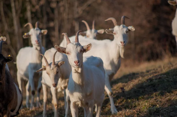 Zvířata Svobodě Pastviny — Stock fotografie