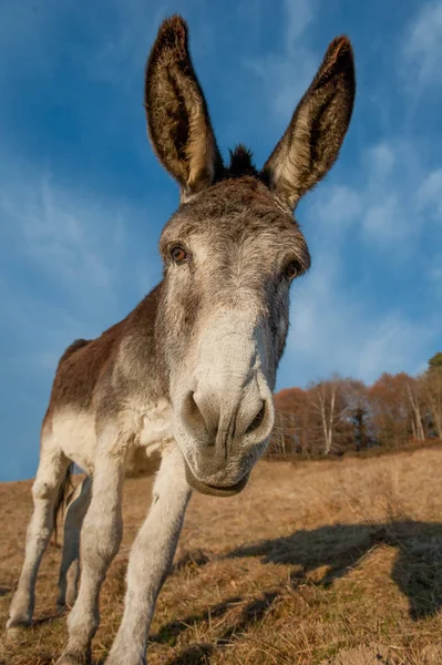 Büyük penis otlatma ile eşek