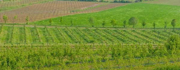 Campo Agricolo Seminato Con Varie Verdure — Foto Stock