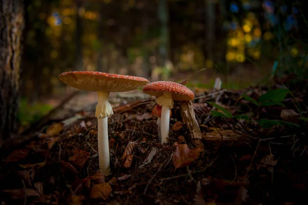 Myrkyllisiä Sieniä Metsässä — kuvapankkivalokuva