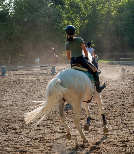 Bergamo evde bakarak köpek