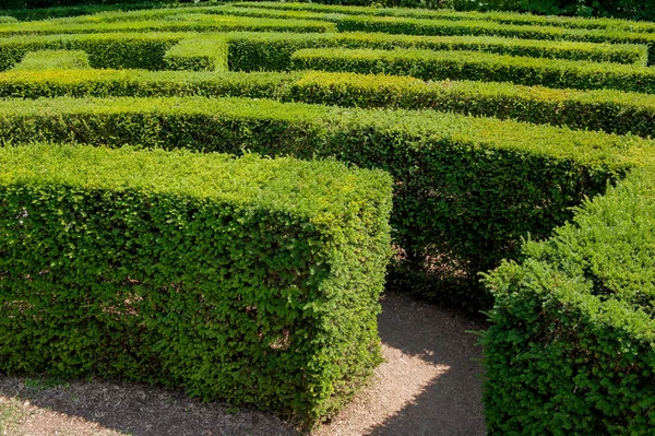 Garden Trees Create Maze — Stock Photo, Image
