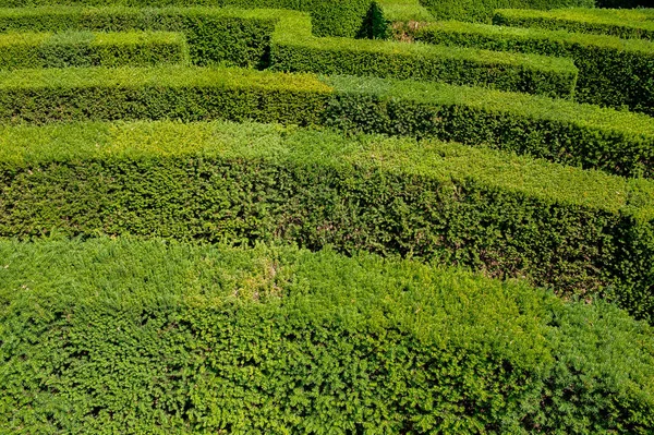 garden with trees that create maze