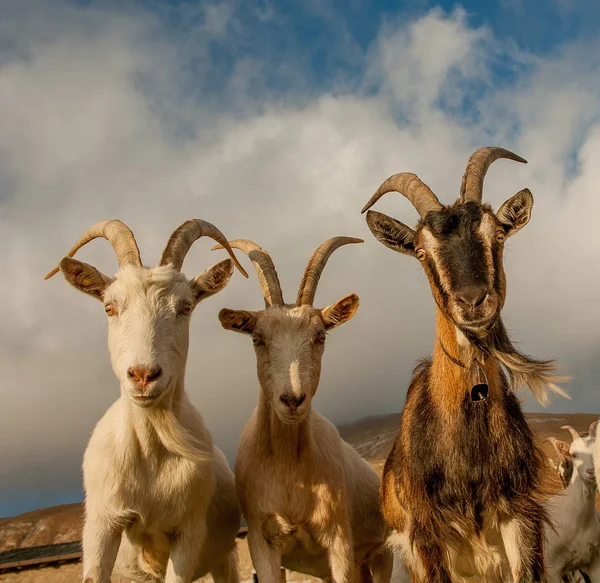 Kambing Padang Rumput Pegunungan Tinggi — Stok Foto